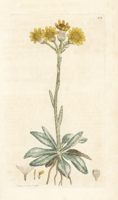 Pulga da montanha, Tephroseris integrifolia (Cineraria integrifolia). Gravura em cobre colorida à mão por James Sowerby de James Smith