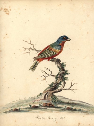 Estamenha pintada, Passerina ciris, macho. Quase ameaçada. Gravura em placa de cobre colorida à mão de uma ilustração de William Hayes de Retratos de pássaros raros e curiosos do zoológico de Osterly Park (Londres: Bulmer de William Hayes