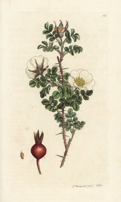 Borrão rosa, Rosa spinosissima. Gravura em chapa de cobre colorida à mão por James Sowerby, de James Smith