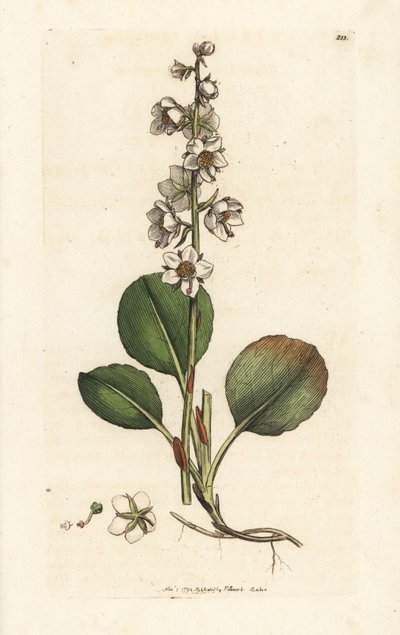 Gualtéria de folhas redondas, Pyrola rotundifolia. Gravura em cobre colorida à mão por James Sowerby de James Smith