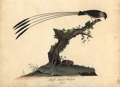 Whydah de cauda de eixo, Vidua regia. (Shaft-tailed whidah, Emberiza regia) Gravação em chapa de cobre colorida à mão de uma ilustração de William Hayes e da sua filha M (Matilda) de Portraits of Rare and Curious Birds from the Menagery of Osterly Park, Lo de William Hayes