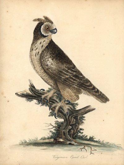 Coruja de orelhas curtas, Asio flammeus (coruja auricular da Virgínia) Gravação em chapa de cobre colorida à mão de uma ilustração de William Hayes e da sua filha M (Matilda) de Portraits of Rare and Curious Birds from the Menagery of Osterly Park, Londres de William Hayes