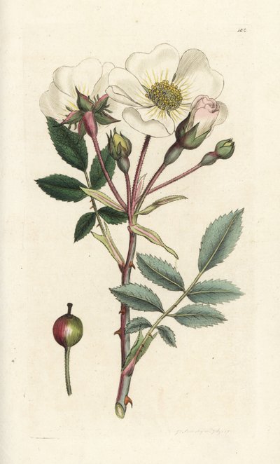 Rosa-de-cão branca, Rosa arvensis. Gravura em cobre colorida à mão por James Sowerby de James Smith