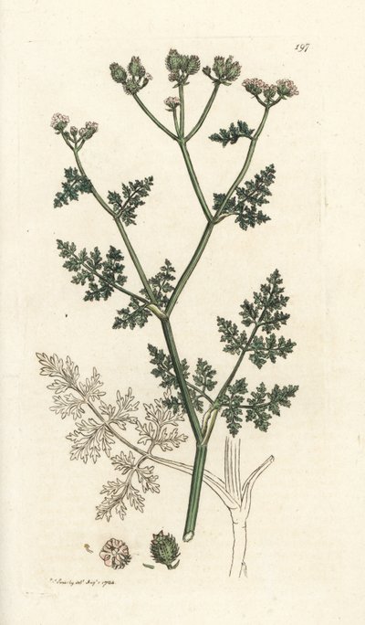 Flor de renda branca, Orlaya grandiflora (pequeno caucalis ou salsa basard, Caucalis daucoides). Gravura em cobre colorida à mão por James Sowerby de James Smith