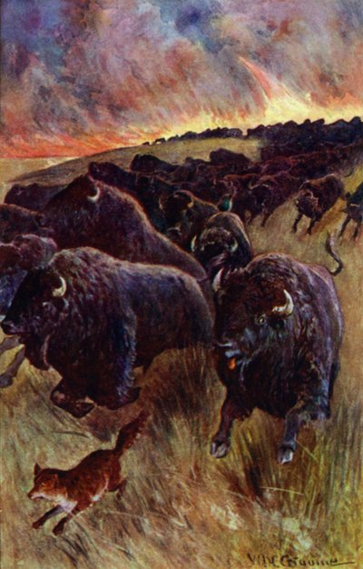 "Apanhei uma manada de búfalos a correr para escapar às chamas" (cor litho) de William Henry Charles Groome