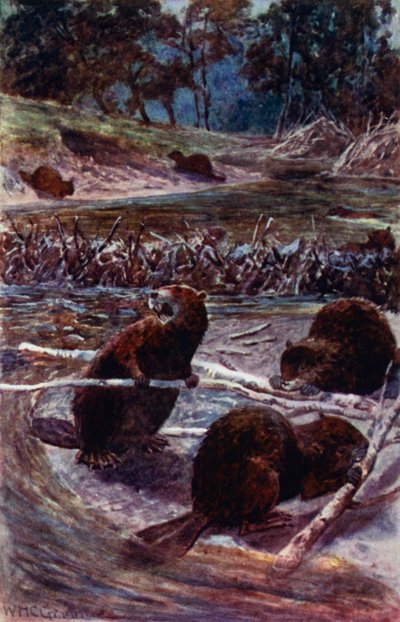 "Eles constroem uma barragem através do riacho" (cor litho) de William Henry Charles Groome