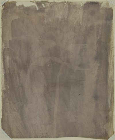 Espécime botânico de William Henry Fox Talbot
