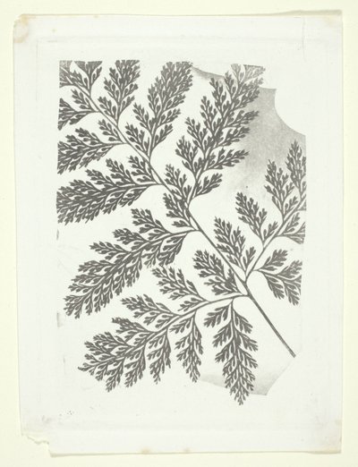 Ramo de um feto de William Henry Fox Talbot