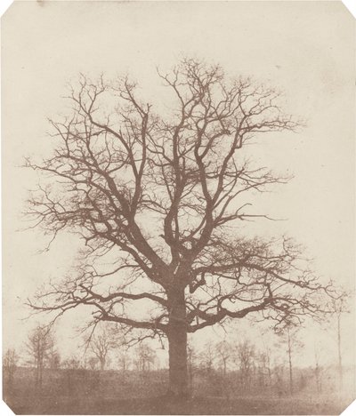 Carvalho, meados da década de 1840 (foto) de William Henry Fox Talbot