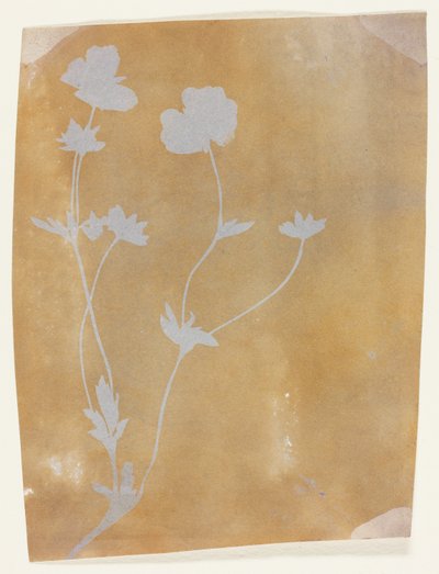 Caule de folhas e flores de William Henry Fox Talbot