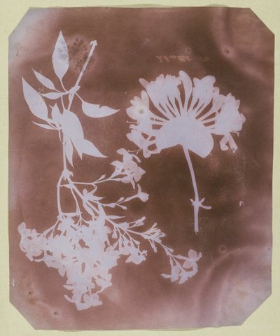 Dois espécimes de plantas de William Henry Fox Talbot