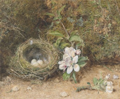 Ninho de Pássaro com Sprays de Flores de Maçã, c.1845-50 (bodycolour e wc com giz e goma sobre papel) de William Henry Hunt