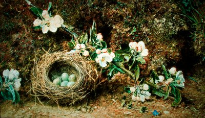 Ninho de pássaros e rosas de cão (aguarela e cor de corpo sobre papel) de William Henry Hunt