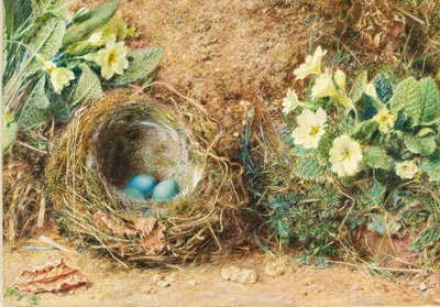 Ninho de pássaro com três ovos azuis e prímulas de William Henry Hunt