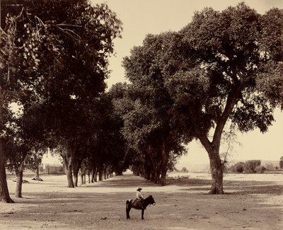 [Calle de Guadeloupe, Chihuahua, México] de William Henry Jackson