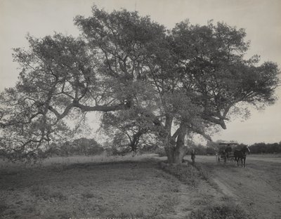 Bosque de carvalhos perto de Pasadena, Califórnia de William Henry Jackson
