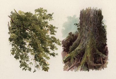Árvores: O Olmo (cor litho) de William Henry James (after) Boot