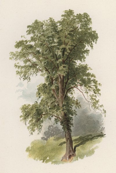 Árvores: O Olmo (cor litho) de William Henry James (after) Boot