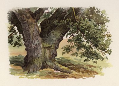 Árvores: O Carvalho (cor litho) de William Henry James (after) Boot
