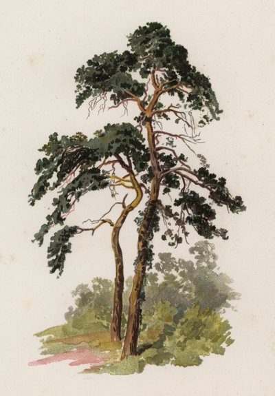 Árvores: O Abeto Escocês (cor litho) de William Henry James (after) Boot
