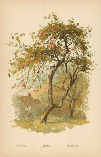maçã de William Henry James Boot