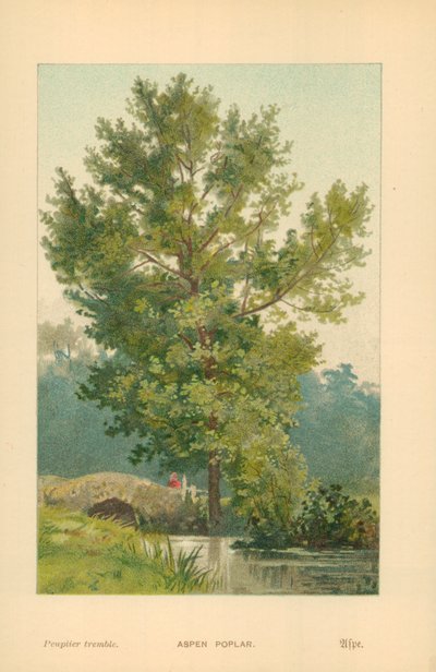 Aspen Choupo de William Henry James Boot