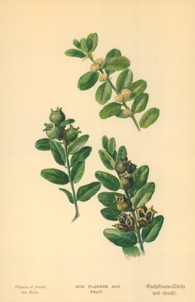 Caixa de Flores e Fruta de William Henry James Boot
