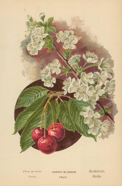 Flor de cerejeira. Fruta de William Henry James Boot