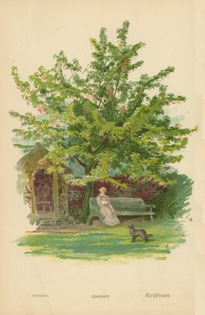cereja de William Henry James Boot