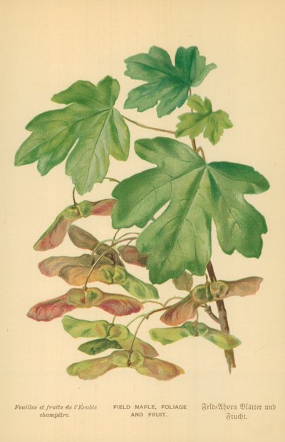 Maple de campo, folhagem e fruta de William Henry James Boot