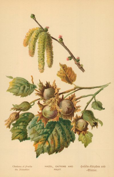 Avelã, Amentos e Fruta de William Henry James Boot