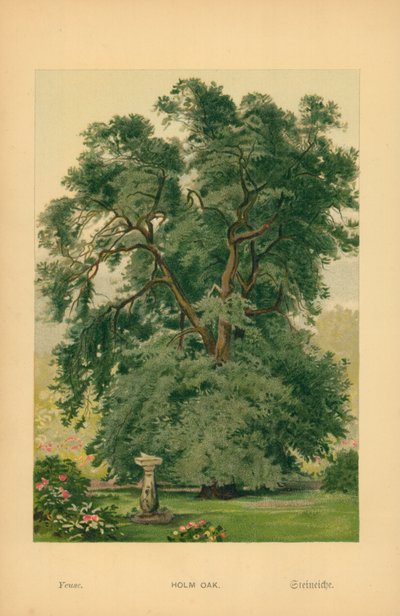 Holm Oak de William Henry James Boot