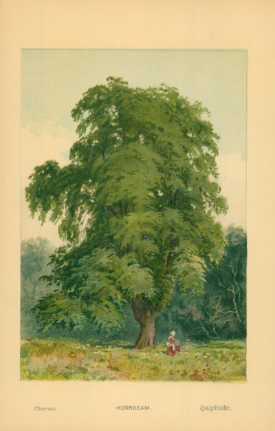 Hornbeam de William Henry James Boot