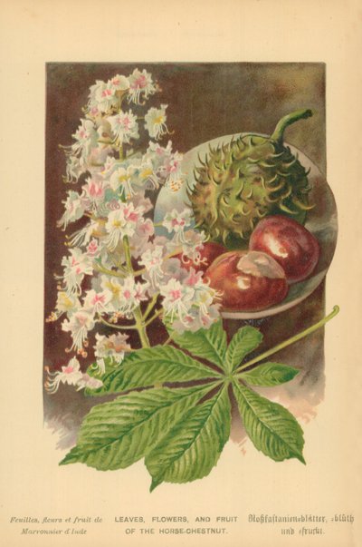 Folhas, flores e frutos da castanha-da-índia de William Henry James Boot