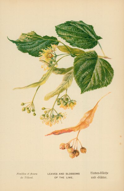 Folhas e flores da cal de William Henry James Boot