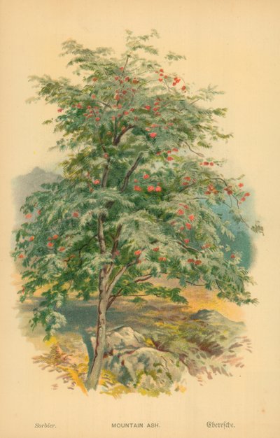 Montanha Cinza de William Henry James Boot
