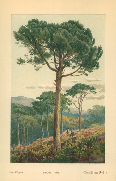 Pinho de pedra de William Henry James Boot