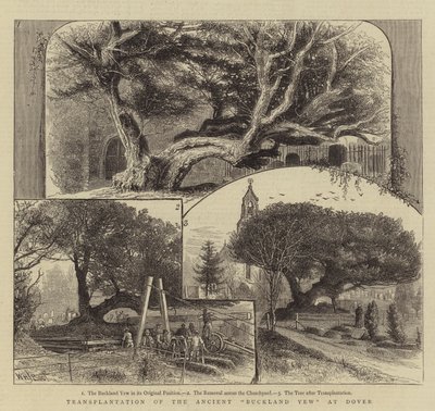 Transplante do antigo teixo de Buckland em Dover de William Henry James Boot