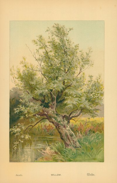 Salgueiro de William Henry James Boot