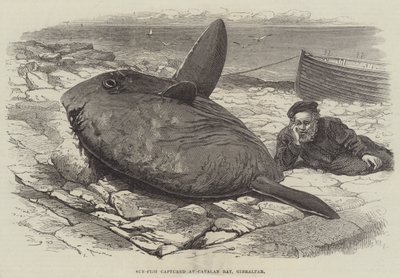 Sol-peixe capturado na Baía Catalã, Gibraltar de William Henry Pike
