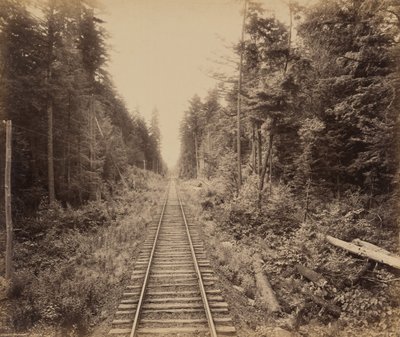 Floresta de cicuta, c. 1895 (foto) de William Herman Rau