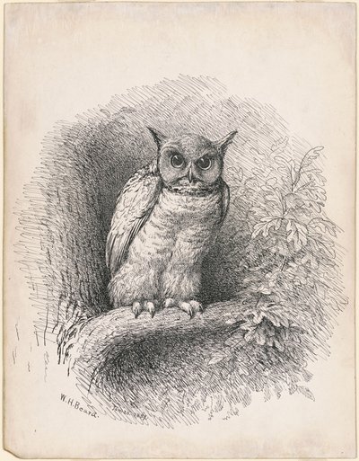 Coruja de William Holbrook Beard