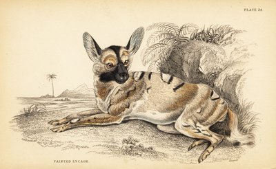 Cão selvagem africano, Lycaon pictus, em perigo de William Home Lizars