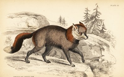 Raposa cruzada americana, Vulpes vulpes de William Home Lizars