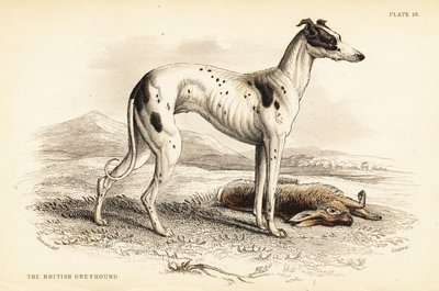 Galgo britânico, Canis lupus familiaris (Canis leporarius) de William Home Lizars