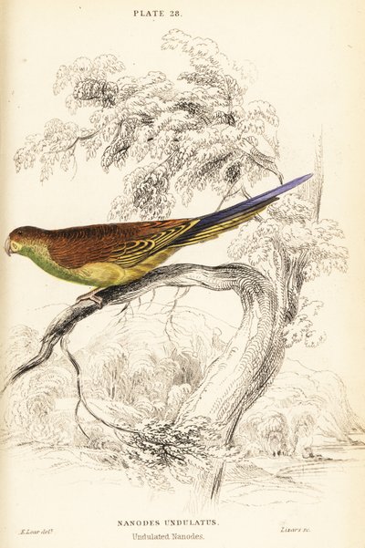 Budgerigar, Melopsittacus undulatus de William Home Lizars
