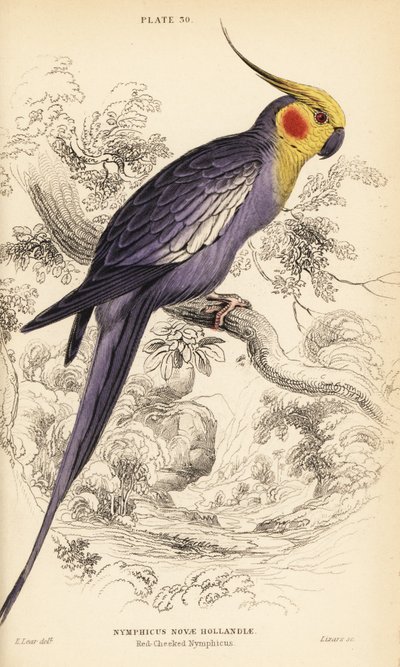 Cockatiel, Nymphicus hollandicus de William Home Lizars