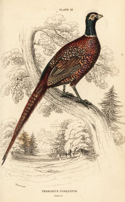 Faisão comum (de pescoço anelado), Phasianus colchicus torquatus (Phasianus torquatus) de William Home Lizars