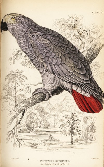 Papagaio cinzento do Congo, Psittacus erythacus de William Home Lizars