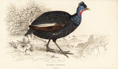 Guineafowl Crested, Guttera pucherani (Numida cristata) de William Home Lizars